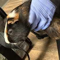 Thumbnail photo of Papa #2