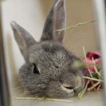 Thumbnail photo of Peter Pancake & Cecil  (MEDICAL HOLD) #2