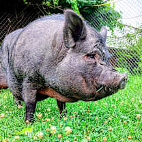 Thumbnail photo of Dorothy #1