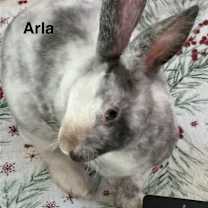 Thumbnail photo of Arla #1