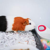 Thumbnail photo of Shuri #1