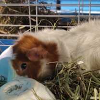 Thumbnail photo of Stoker #1