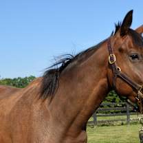 Thumbnail photo of Blame Bourbon #1