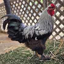 Thumbnail photo of Raptor #2