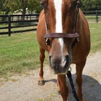 Thumbnail photo of Jazz N Glory (Red) #2