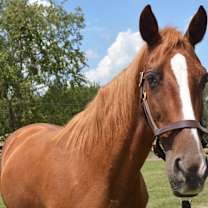 Thumbnail photo of Jazz N Glory (Red) #3