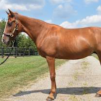 Thumbnail photo of Jazz N Glory (Red) #4