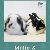 Thumbnail photo of Pepper #1