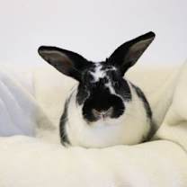 Thumbnail photo of Pepper #3