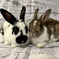 Thumbnail photo of Cherry & Willow #1