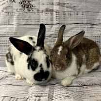 Thumbnail photo of Cherry & Willow #2