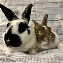 Thumbnail photo of Cherry & Willow #3