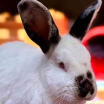 Thumbnail photo of Benjamin #2