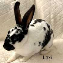 Thumbnail photo of Lexi #3