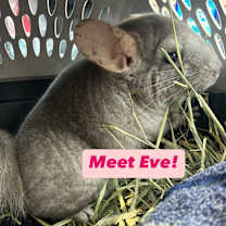Thumbnail photo of Eve & Cookie BONDED #2