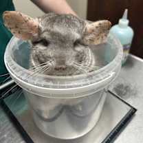 Thumbnail photo of Eve & Cookie BONDED #3