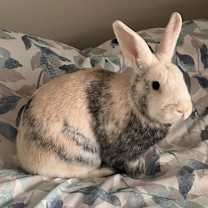 Thumbnail photo of Bugs #2