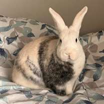 Thumbnail photo of Bugs #3