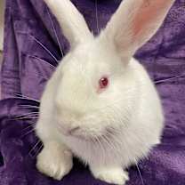 Thumbnail photo of Casper #2