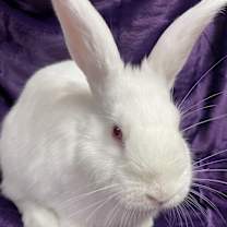 Thumbnail photo of Casper #3