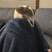 Thumbnail photo of Risk #2