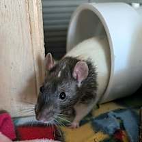 Thumbnail photo of Risk #3