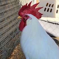 Thumbnail photo of Shake #2