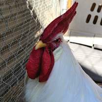 Thumbnail photo of Shake #3