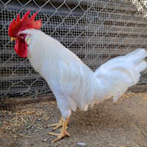 Thumbnail photo of Shake #4