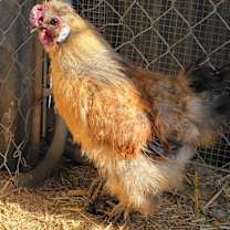 Thumbnail photo of Gabito #4