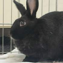 Thumbnail photo of Symphony #4