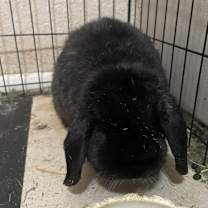 Thumbnail photo of Georgie #1