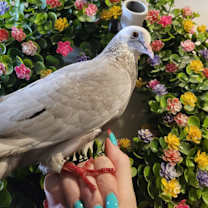 Thumbnail photo of Milkway #1