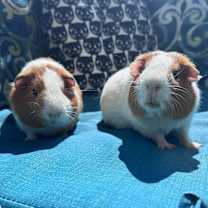 Thumbnail photo of Ron (Bonded to Kevin) #3