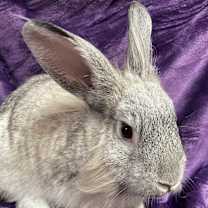 Thumbnail photo of Daisy #1