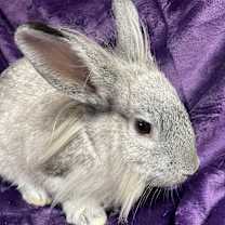 Thumbnail photo of Daisy #2