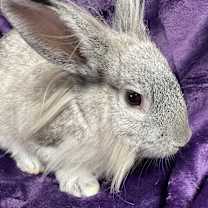 Thumbnail photo of Daisy #3