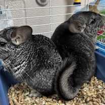 Thumbnail photo of Iris and Myrtle #2