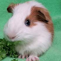 Thumbnail photo of Thomas #1