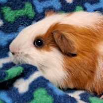 Thumbnail photo of Thomas #2