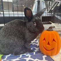 Thumbnail photo of Tamale #1