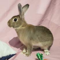 Thumbnail photo of Cala Lily, NEL Bunny 03 #1