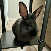 Thumbnail photo of Mumfee #1