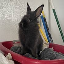 Thumbnail photo of Mumfee #3