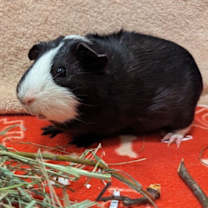 Thumbnail photo of Mickey Mouse #2