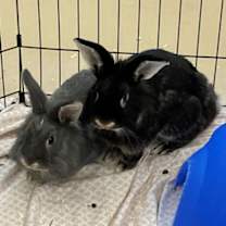 Thumbnail photo of Peppercorn #2