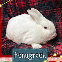Thumbnail photo of Fenugreek #1