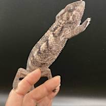 Thumbnail photo of Ivory #2