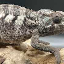 Thumbnail photo of Ivory #4