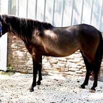 Thumbnail photo of Isabella & Newt #3